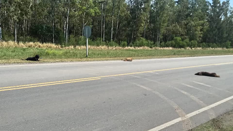 Chocó a tres perras y huyó