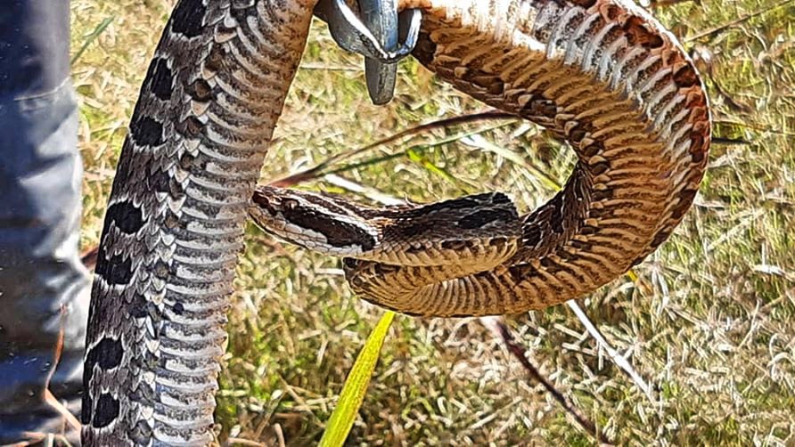 Bomberos retiraron dos serpientes venenosas de domicilios locales