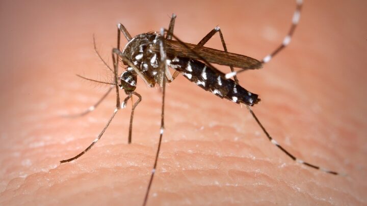 Dengue: Arroyito se mantiene segunda en número de casos