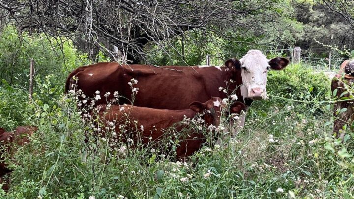 La Tordilla: recuperan animales vacunos tras una investigación por abigeato